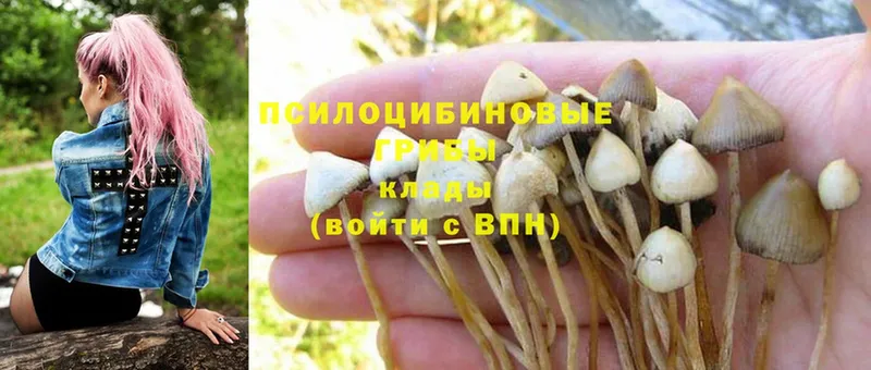 Псилоцибиновые грибы Psilocybe  купить  сайты  Алапаевск 